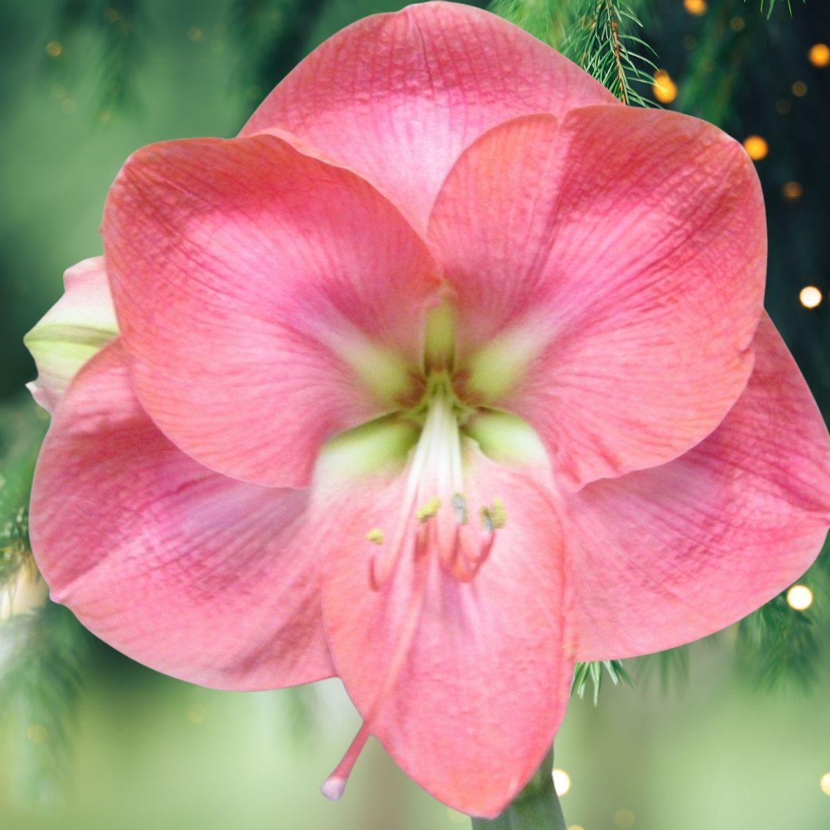 Amaryllis Galaxy Dutch Belle Jumbo 34/36 | Leo Berbee Bulb Company